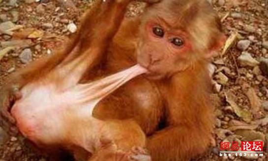 猴子喂避孕药节育 实拍动物"耍流氓"瞬间