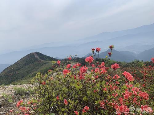 大雷山上杜鹃花红了美了
