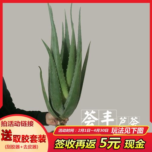 美国库拉索芦荟植物美容芦荟盆栽绿植食用芦荟包邮7年