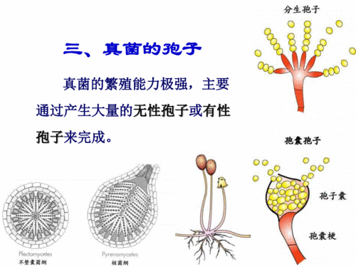 27霉菌的无性孢子pdf22页