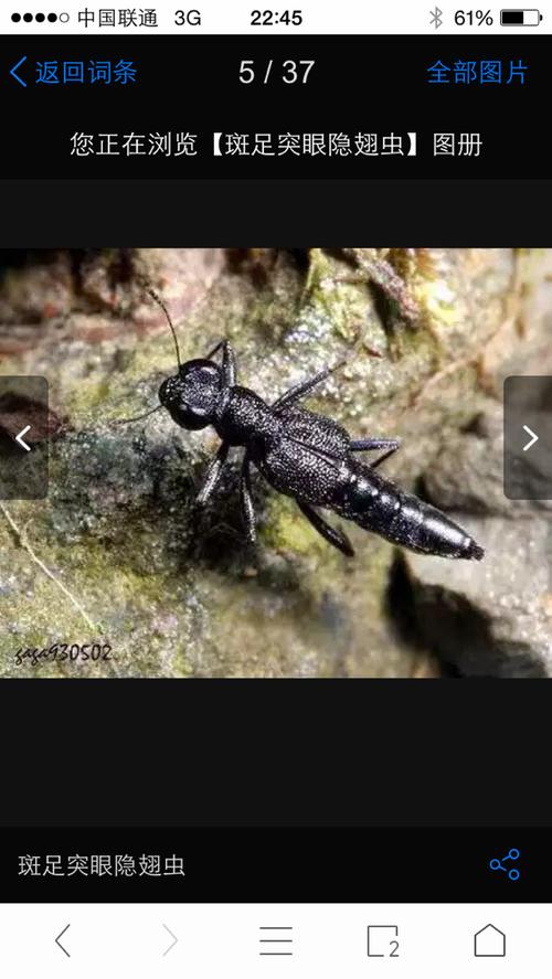 隐翅虫 被蛰后10秒会有强烈灼痛感 有毒的 追问: 啊?