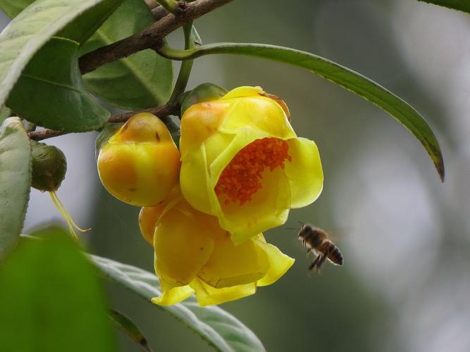 金花茶的发现轰动了全世界的园艺界,受到了国内外园艺学家的高度重视