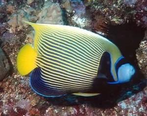 观赏鱼海水鱼活体神仙直纹皇后马代金毛巾马鞍蓝面神仙白尾蓝环
