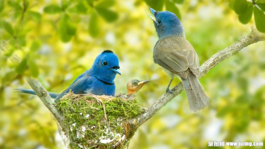 树枝上的鸟窝与鸟图片下载(图片id:1485353)_-其它壁纸-图片素材_ 聚