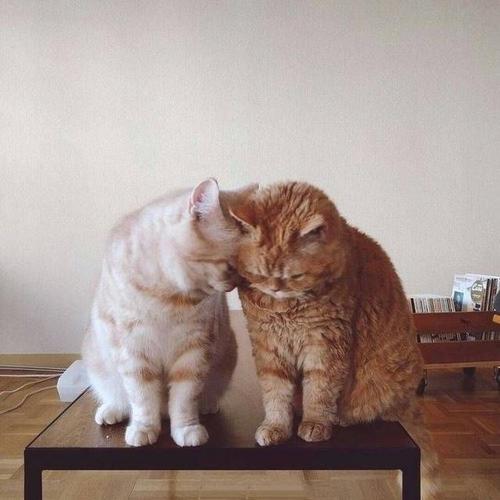 分享至 用微信扫码二维码 分享至好友和朋友圈 特别声明:以上内容(如