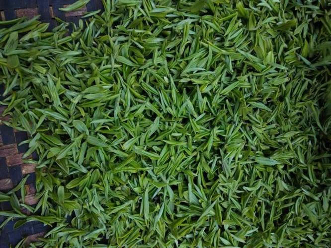 陕西汉中绿茶 西乡午子仙毫 汉中仙毫 有机绿茶 2015年新茶 热卖