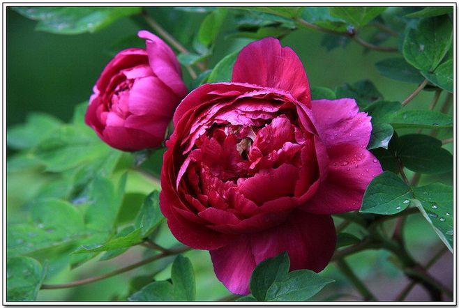 牡丹花品冠群芳,百般颜色百般香