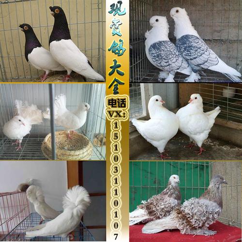 观赏鸽 凤尾 淑女 秀 两头乌 两头红 大鼻子 活体 一对.信鸽包邮