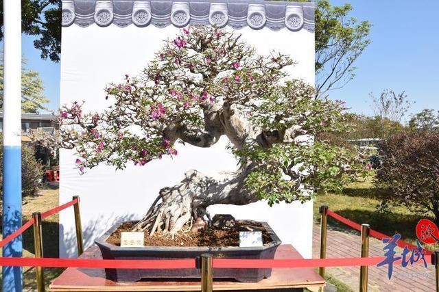 盆景艺术博览会暨花都61赤坭盆景节在广州市花都区赤坭镇竹洞村开幕