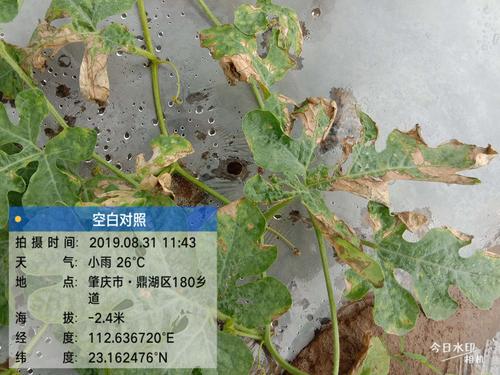 未使用迎盾的西瓜苗