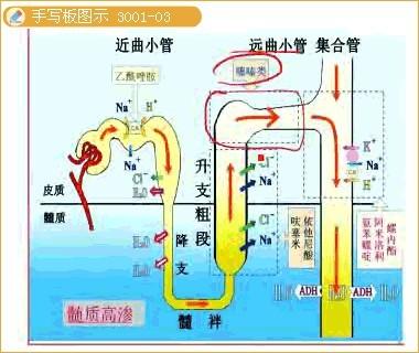 2013执业药师药理学:利尿药