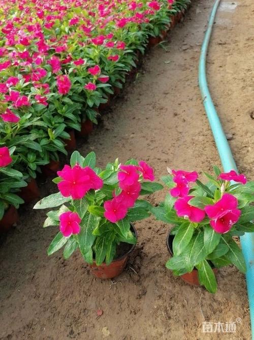 高度10厘米长春花