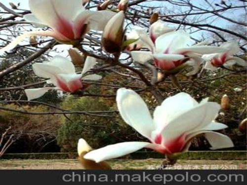 二乔玉兰 玉兰 各种规格绿化乔木