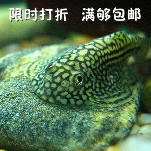 思凡吸鳅 吸鳅 原生鱼 清洁鱼 鱼缸必备 观赏鱼 冷水鱼 活体
