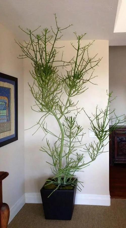 超萌多肉植物"光棍树"有毒吗?能养家里吗?种植需要注意什么?