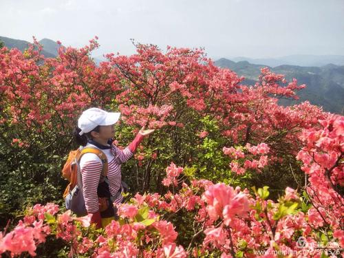 大雷山上的杜鹃花无与伦比的美丽.