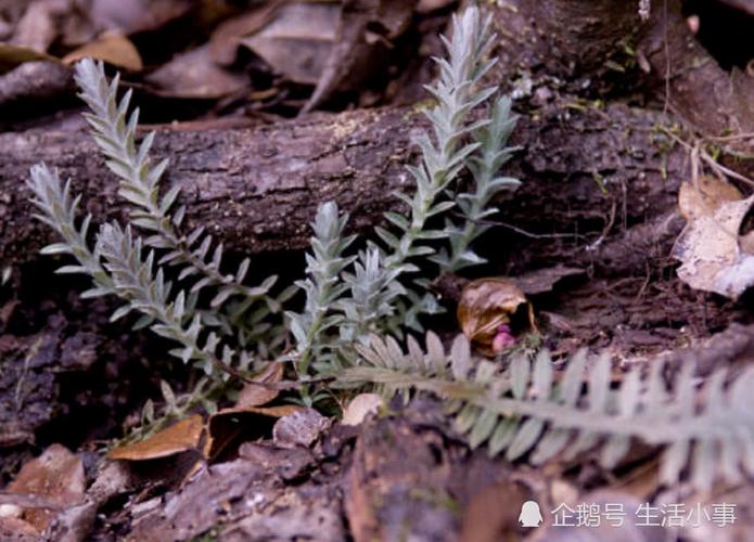 山里这种名叫"白毛鹿茸草"的植物,见到请珍惜,是一味中药材