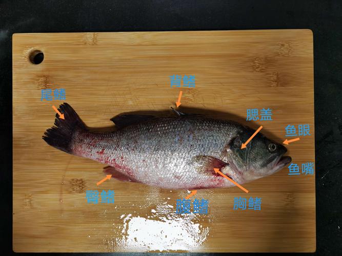 解剖鲈鱼