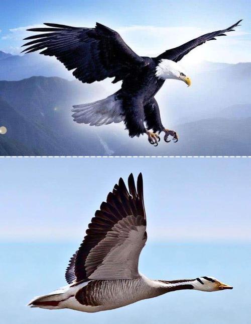 老鹰:"嘴巴是短短的","有尾巴","爪子是弯弯的,像抓东西一样","老鹰会