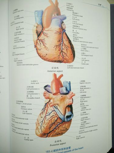 心脏解剖图(自制)