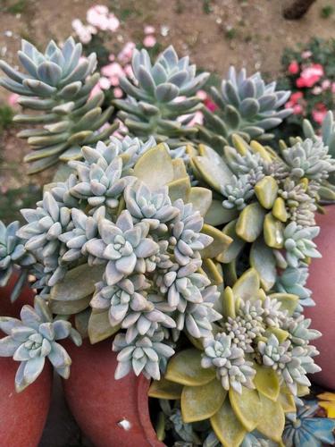 一直露养的多肉