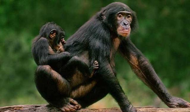 动物交配只是为了繁衍?它们花样百出,也是为了娱乐