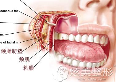 它在面部的存在位置和和形状是这样的:现在知道了吧,正是因为这一坨颊
