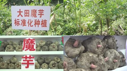 蒟蒻(jǔ ruò)(学名amorphophallus konjac),俗称魔芋,又作磨芋