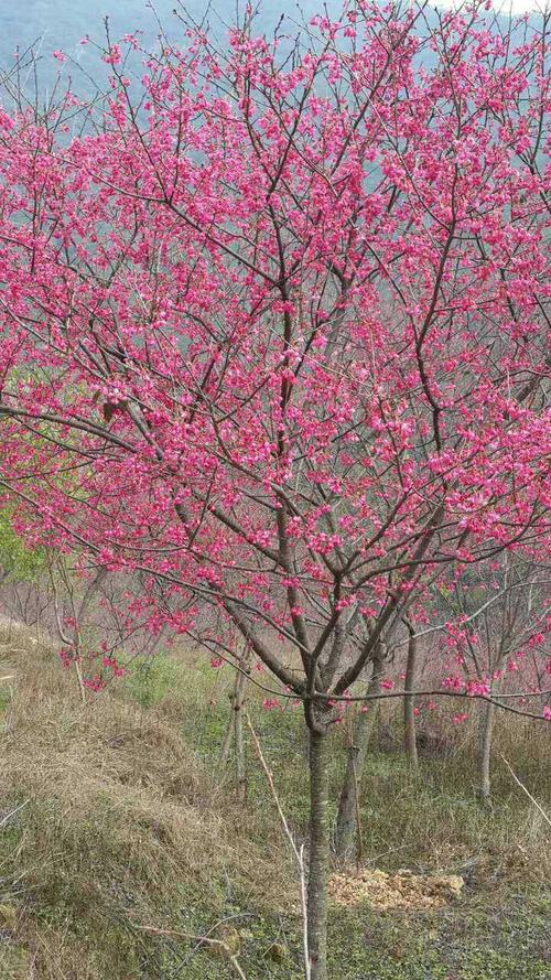 福建山樱花 早春的喜庆中国红
