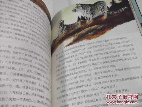 情豹布哈依美绘版沈石溪动物文学精选