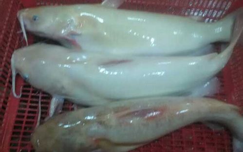 白化鲶鱼是什么鱼?