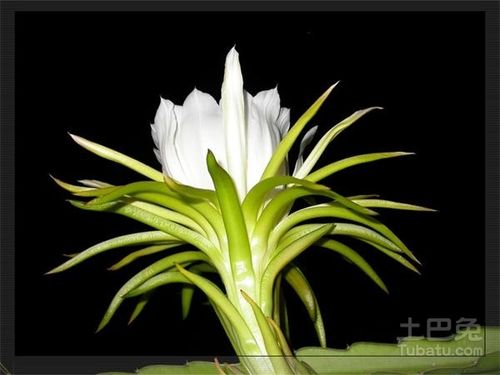 剑花的功效与作用