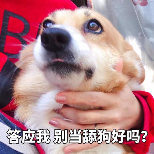 为何有人心甘情愿当"舔狗"?