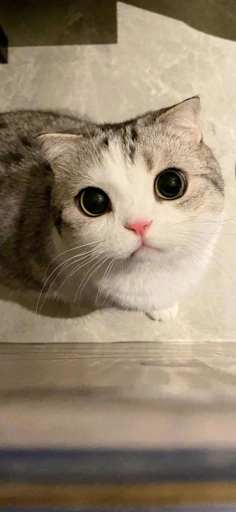 壁纸|猫咪小泡芙