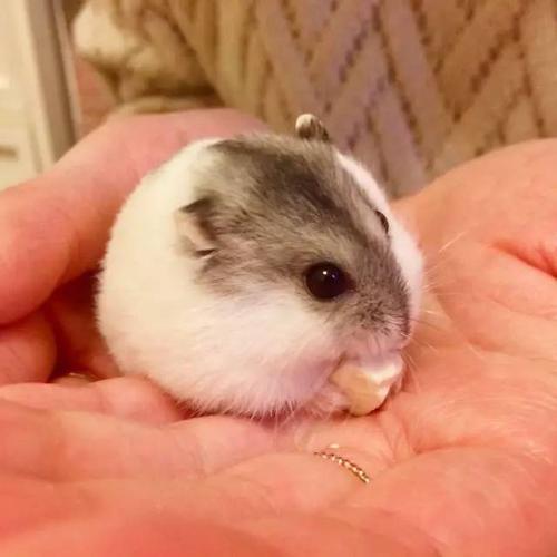 国外有只吃货小仓鼠, 浑身都是圆滚滚的, 为了给它