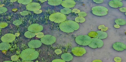 假植2↓育苗1种植鸡头米四步骤生长"顺阴阳,布时令",每年立秋后,都是