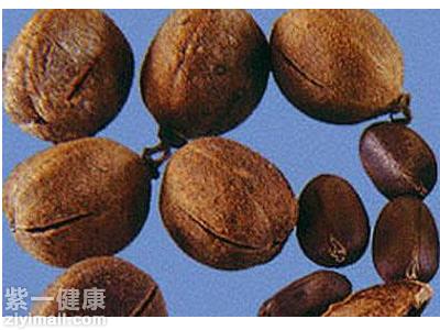 吃巴豆为什么会拉肚子巴豆是泻药的主要成分