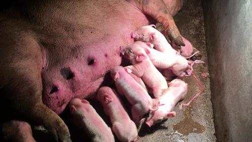 正确使用b超给母猪做检查(田瓜养猪知识课堂-第28课)