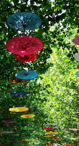 今年的4月29日至5月6日金丰农科园举办了烟雨江南183