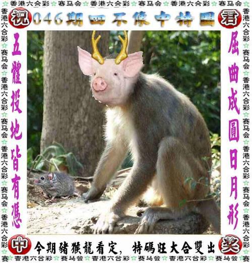 【香港四不像解析】