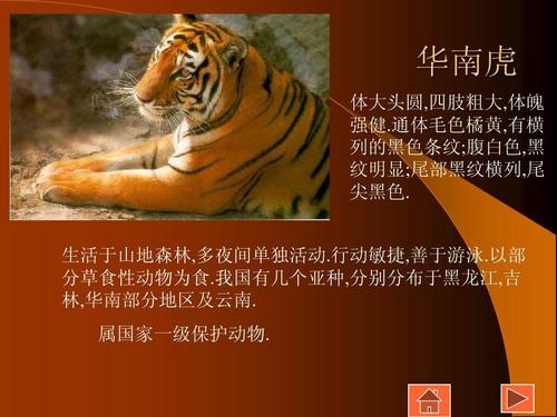 我国特有的珍稀动物ppt