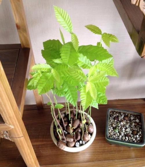 板栗发芽不要丢!扔这花盆里,加点"它",1个月后长成盆栽