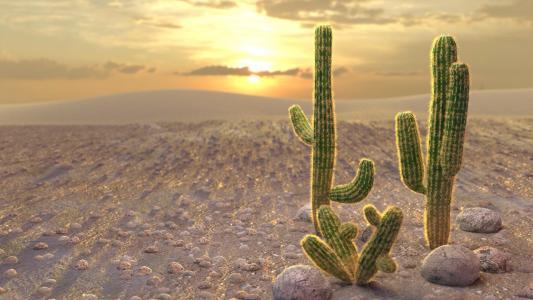 日落,石头,黄色,太阳,仙人掌,橙色,倒钩,沙漠