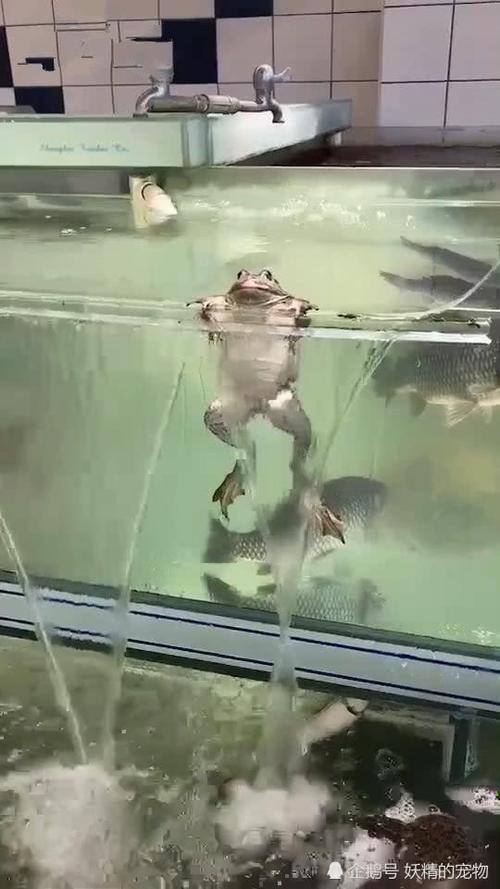 青蛙趴在鱼池边缘,前腿搁在缸边,男子看后直接笑翻:这
