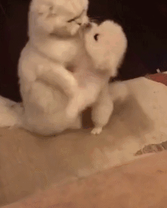 小奶狗冲着大猫撒娇要亲亲,大猫温柔摸头杀宠溺到不行