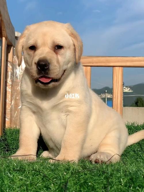 拉布拉多犬_拉布拉多_拉布拉多犬_宠物_狗