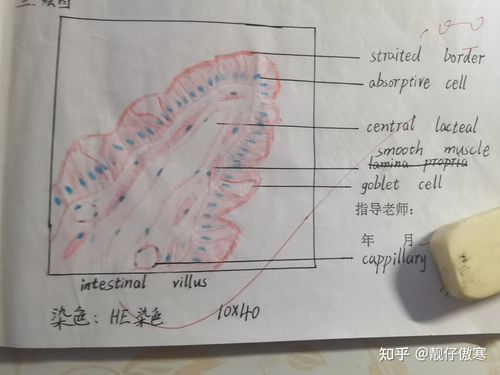 组织学与胚胎学红蓝铅笔绘图