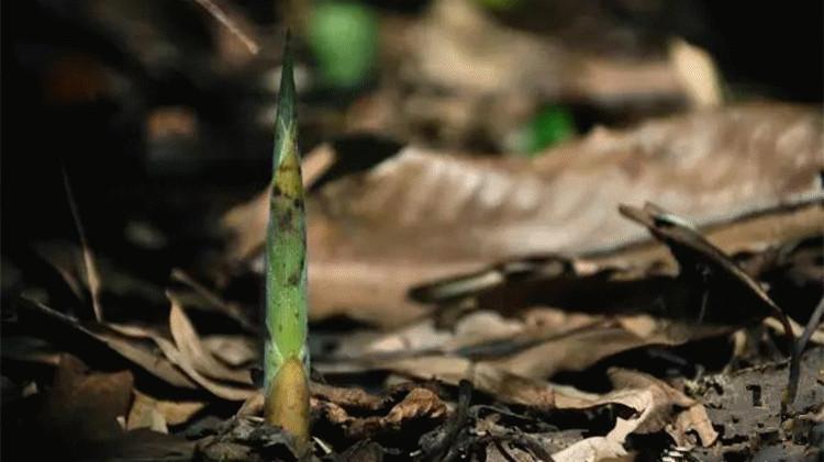 湖南永州特产江华瑶族香油小山笋野生山笋腌制竹笋包邮