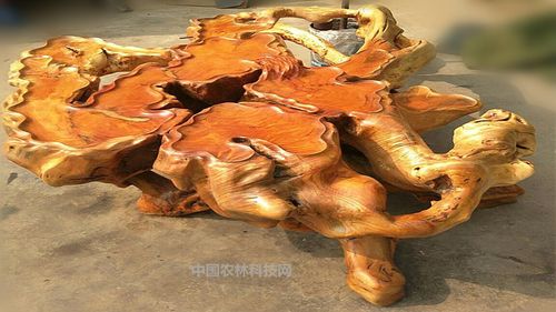 2,香椿树根也是雕刻良材.