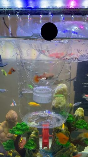 自制孔雀鱼隔离盒_隔离_超市_孔雀鱼_宠物_宠物其他